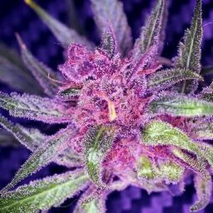 Meet your Posher, Jodi